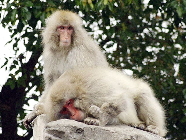 動物図鑑、ニホンザル